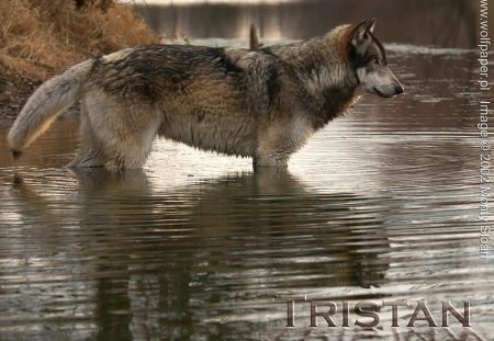 tristan crossing the river - lakes, tristan, wolves, wallpapers, rivers