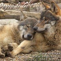 peyto and cheza resting together