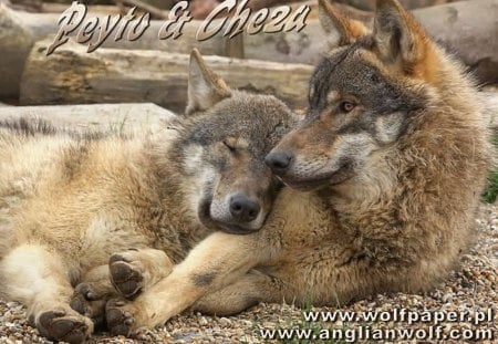 peyto and cheza resting together - wolves, wallpapers, peyto, dogs, wild beauties, cheza