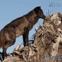 maya the wolf pup on a tree stump