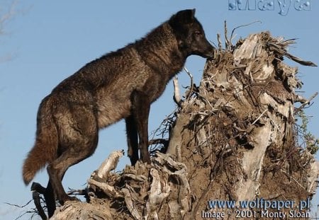 maya the wolf pup on a tree stump - wild beauties, tree stumps, wolf pups, wallpapers, maya, wolves