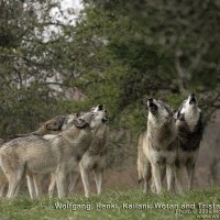 wolfgang,renki,kailni and tristan howling