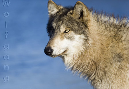 wolfgang - wolves, wolfgang, snow, alska, wild beauties