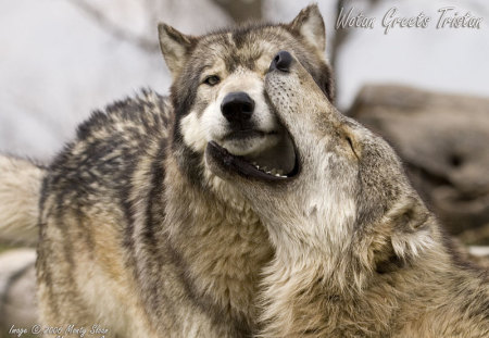 waton greeting tristan - tristan, greets, waton, wolves