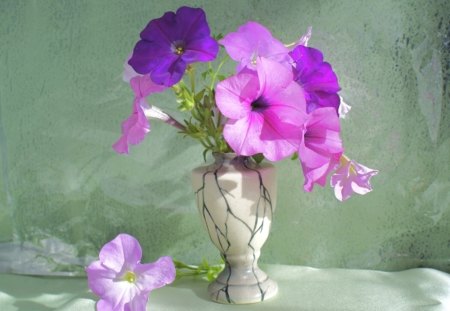 Tender colours - vase, tenderness, photography, beauty, pink, still life, flowers, colours, purple