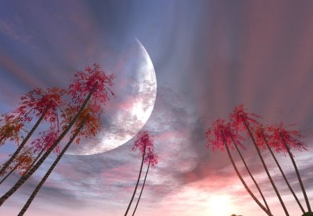 Moonlight - sky, trees, shadows, moonlight, sunrise