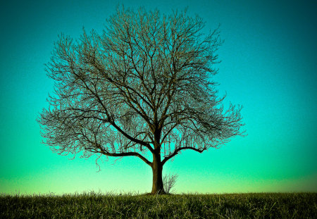 Coquettish.. - nature, blue, alone, coquettish, tree, other