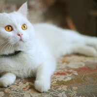 White Kitty