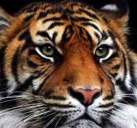 Tiger Face