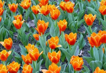 Orange tulips - nature, orange, tulips, flowers