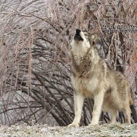 renki howling under ice covered willow branches