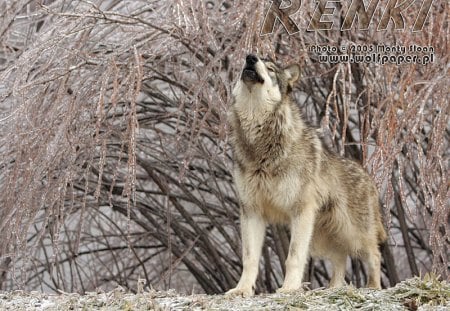 renki howling under ice covered willow branches - renki, ice, willow, wolves