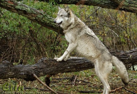 erin looking for tristan - erin, tristan, wolves, willow, woods