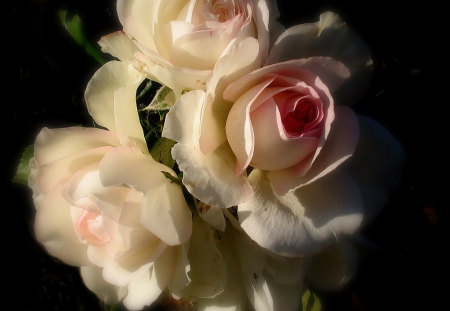 pink roses for my dear friend the-panther - pink roses, bouquet, still life, friend