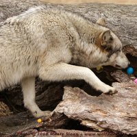 kailani sniffing an easter egg