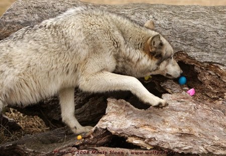 kailani sniffing an easter egg - eggs, kailini, easter, wolves