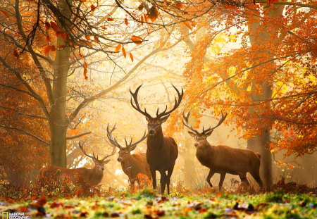 Autumn deer - forest, bucks, antlers, gold, orange, trees, autumn