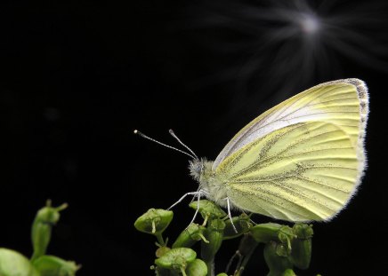 Resting pretty - delicate, black, plant, beautiful, yellow, resting, wings, butterfly, insect, green