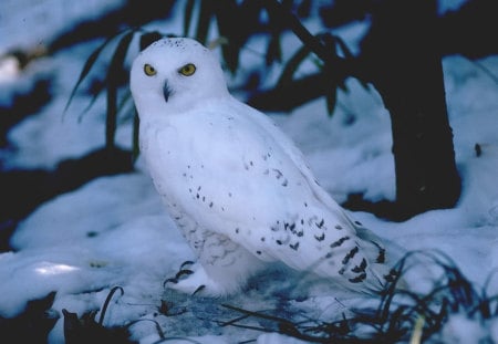 WHITE BEAUTY - white, snowy, owl, bird