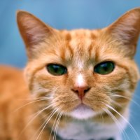 Bored Cat