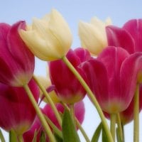 beautiful tulips 