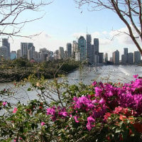 Brisbane And Bougainvillea