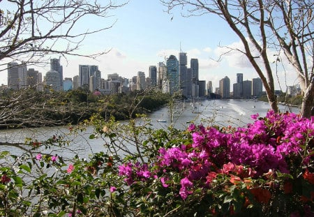 Brisbane And Bougainvillea - brisbane, queensland, photography, downtown, skyscrapers, brisbane river, view, city, australia, bougainvillea