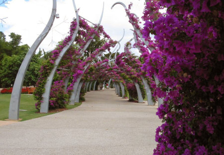 South Bank Walkway - queensland, photography, south bank, australia, flowers, brisbane, parklands, plants, park, walkway