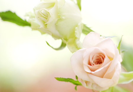 gentle roses - green, pale, roses, pink