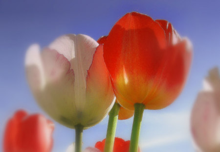 tulip delight - tulips, flower, red, spring