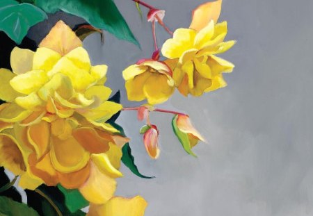 Yellow Begonias - flowers, yellow, begonias