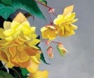 Yellow Begonias