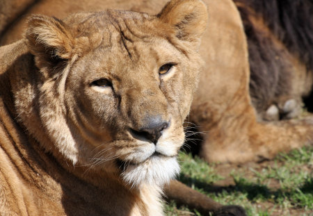 African lioness - africa, lioness, stunning, wild life