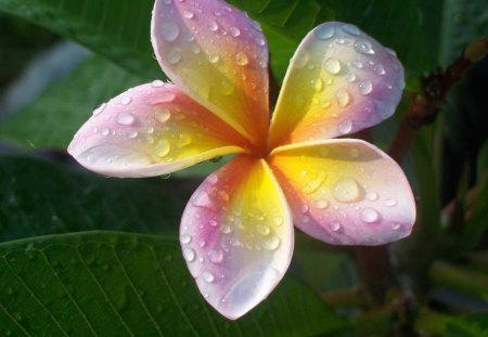 Plumeria Flower - nature, plumeria, flower, pink