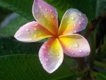 Plumeria Flower