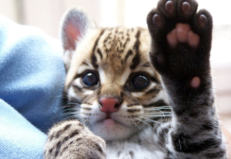 hello there, give me five.. - car, ocelot, kitten, wild