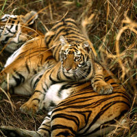 bengal tiger with cub