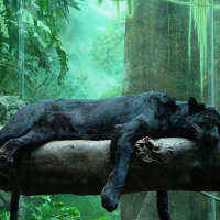 Black jaguar