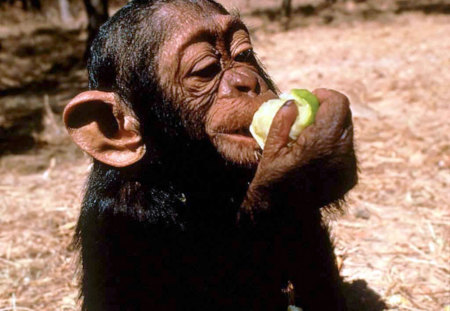 chimp baby - cute, baby, chimpanse