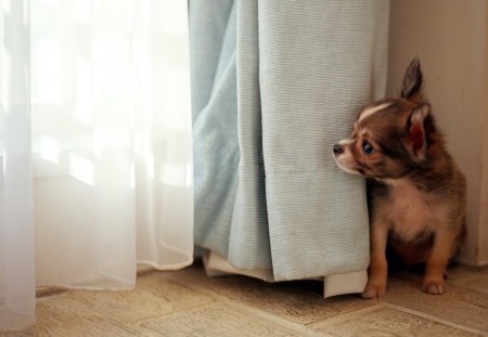 Dog at the window - dog at the window, dog, window