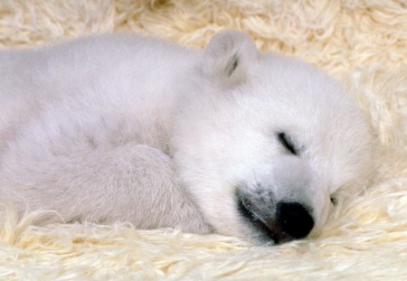 Peaceful Dreams  Polar bear - peaceful dreams, animals, bear