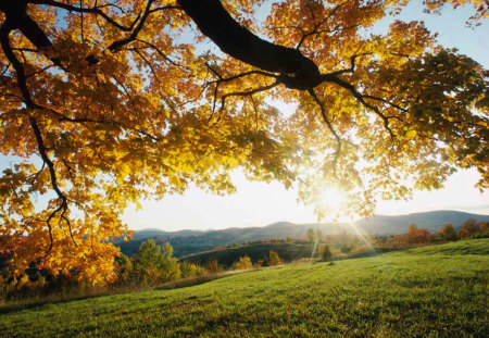 Ireland - tree, sunset, grass, yellow