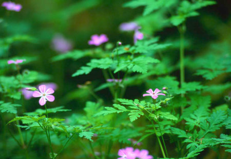 Brazil2 - flowers, little