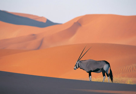 Namibia - animal