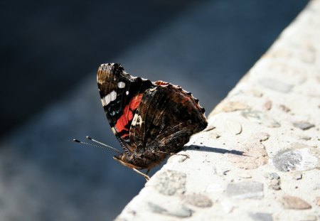 Only a Butterfly  - butterfly, black red butterfly