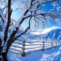 Snow On Tree Wallpaper