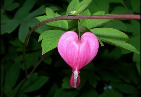 Coeur de marie - coeur-de-marie