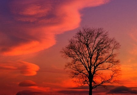 Tree - sky, landscape, clouds, color, tree, sunset