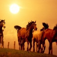 horses