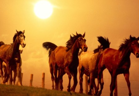 horses